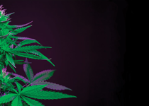 Christians and cannabis
