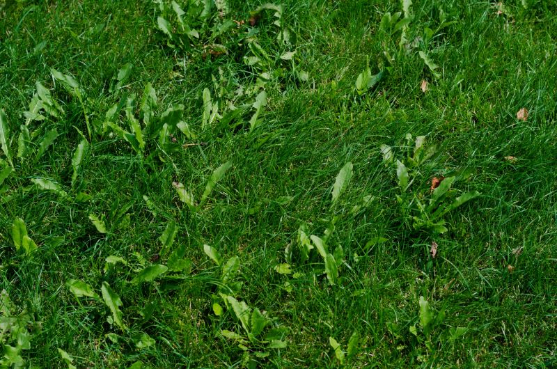 AFA.net - Weeds Are Green Too! - Vimarsana News