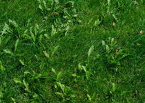 Weeds Are Green Too!