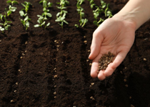 Sowing Seeds