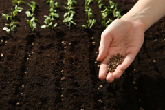 Sowing Seeds