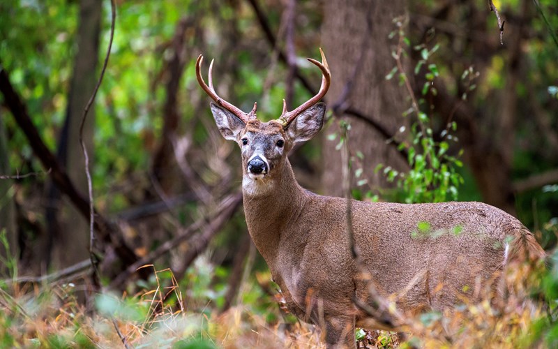 Hunting for Life's Greatest Reward