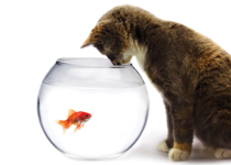 Life in a fishbowl