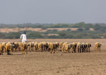 Following the Shepherd Not the Sheep