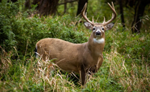 Hunting for Life's Greatest Reward