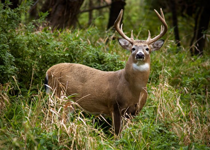 Hunting for Life's Greatest Reward