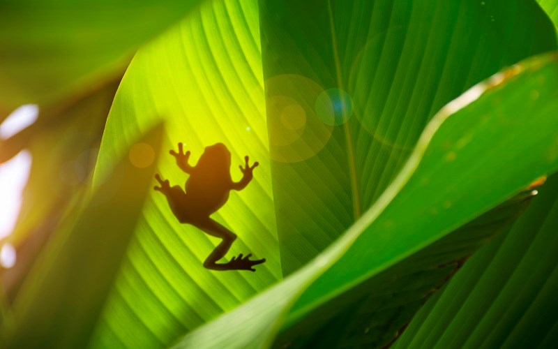 The Gospel According to Frogs