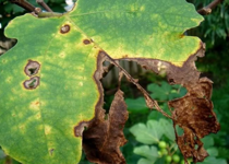 Sewing Fig Leaves Together