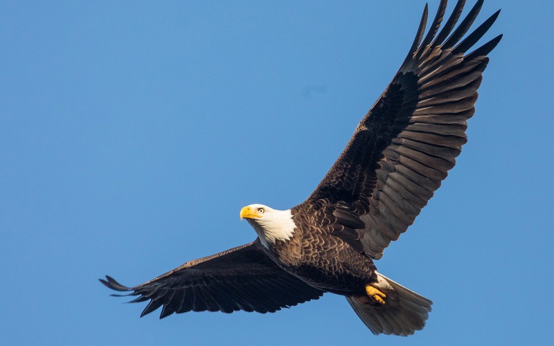 'Wings of Eagles'