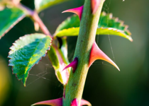 Little Thorns in Life