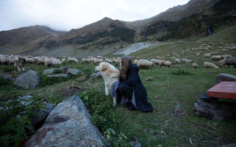 The Purpose of the Shepherd