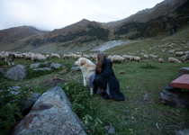 The Purpose of the Shepherd
