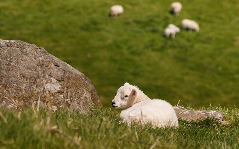 AFA.net - One Wayward Lamb - Vimarsana News