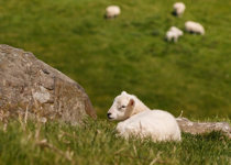 One Wayward Lamb