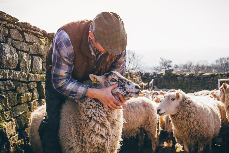 Sheep in Need of a Shepherd (Part 1)
