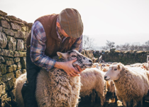 Sheep in Need of a Shepherd (Part 1)